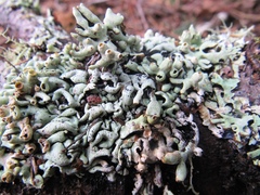 Hypogymnia apinnata