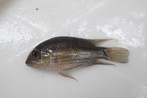Saddle-cichlide (Aequidens tetramerus) — Cichlidae — 3