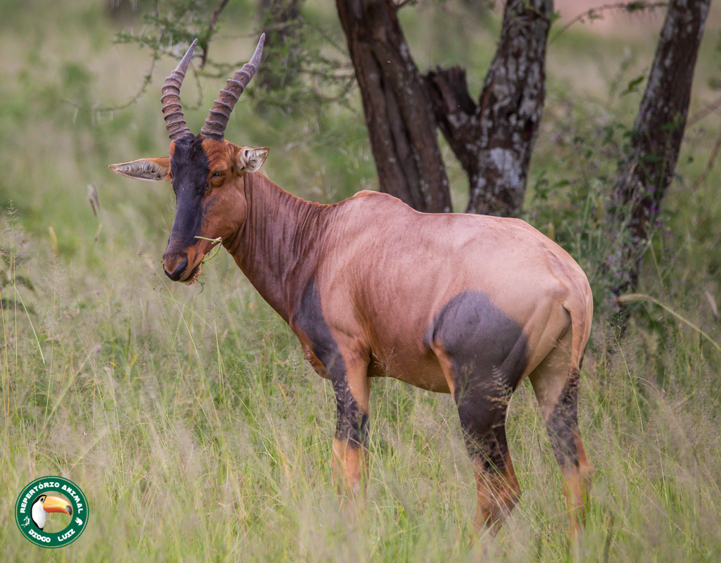 Tsessebe (Mammals of the Mfolozi River catchment, South Africa ...