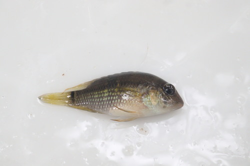Saddle cichlid (Aequidens tetramerus) — Cichlidae