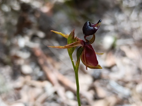 Large Flying Duck Orchid (Caleana major)