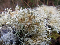 Sphaerophorus venerabilis