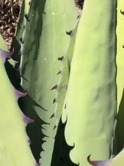 Agave durangensis