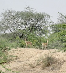 Gazella bennettii