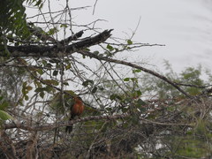 Morococcyx erythropygus