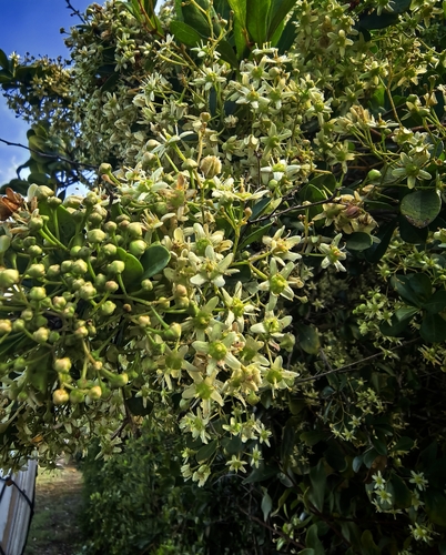 Bastard Spikethorn (Putterlickia pyracantha)