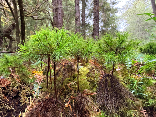 Dendroligotrichum dendroides observed 2026-03-11