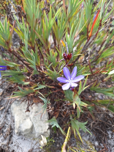 Nivenia stokoei, photograph 4