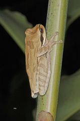 Smilisca phaeota image