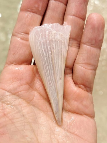 Pinna muricata observed 2026-03-18