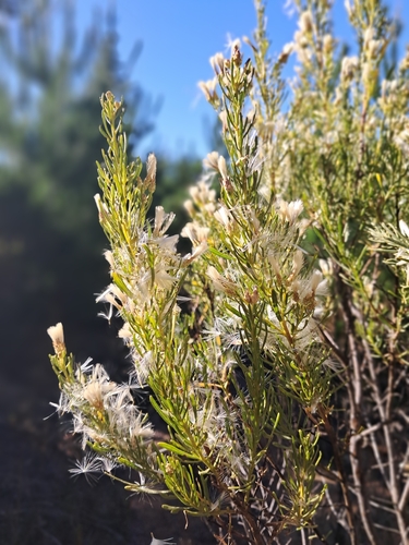 Chilean little rosemary (Baccharis linearis)