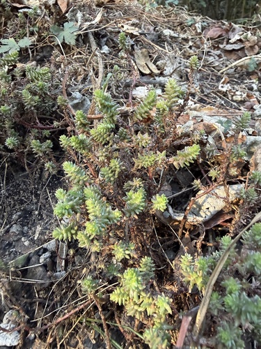 Red stonecrop (Sedum moranense)