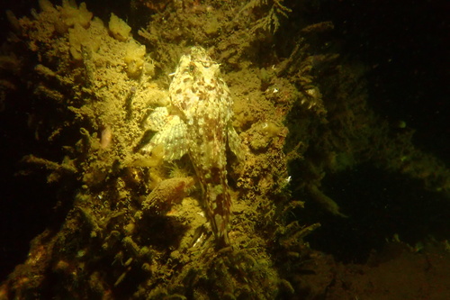Longspined Bullhead, Oosterschelde National Park, Tholen, Zeeland, NL, photo 9 of 10