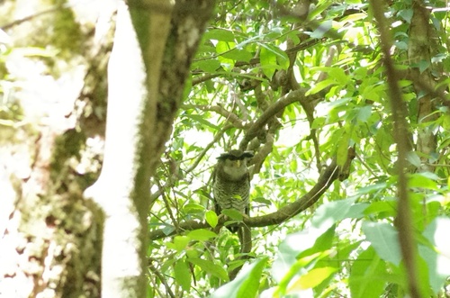 Barred Eagle-Owl