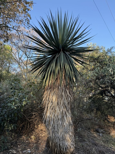 weeping furcraea (Furcraea parmentieri)