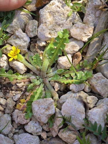 Hyoseris scabra, photograph 6