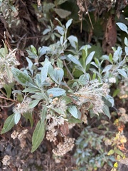 Ageratina glabrata