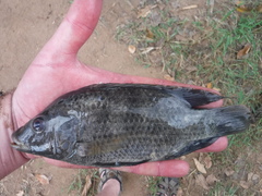 Oreochromis urolepis