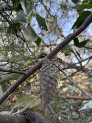 Pinus greggii, photograph (c) Brandon Corder, some rights reserved (CC BY)