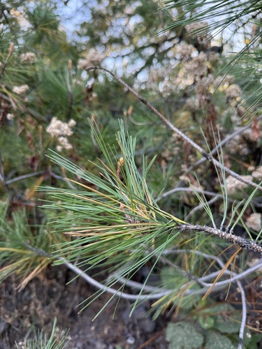 Pinus greggii, photograph 2