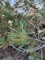 Pinus greggii, photograph (c) Brandon Corder, some rights reserved (CC BY)