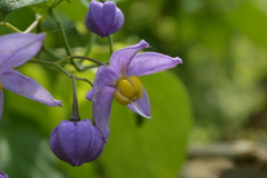 Solanum dulcamaroides