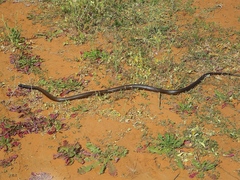 Pseudonaja aspidorhyncha