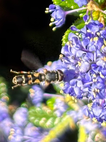 Unknown species found near 25th Ave, San Francisco, CA, US