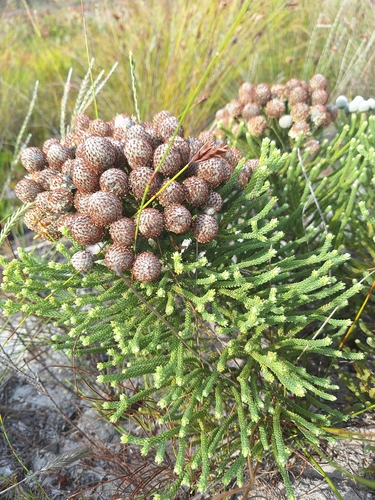 Forgotten Stompie (Brunia neglecta)