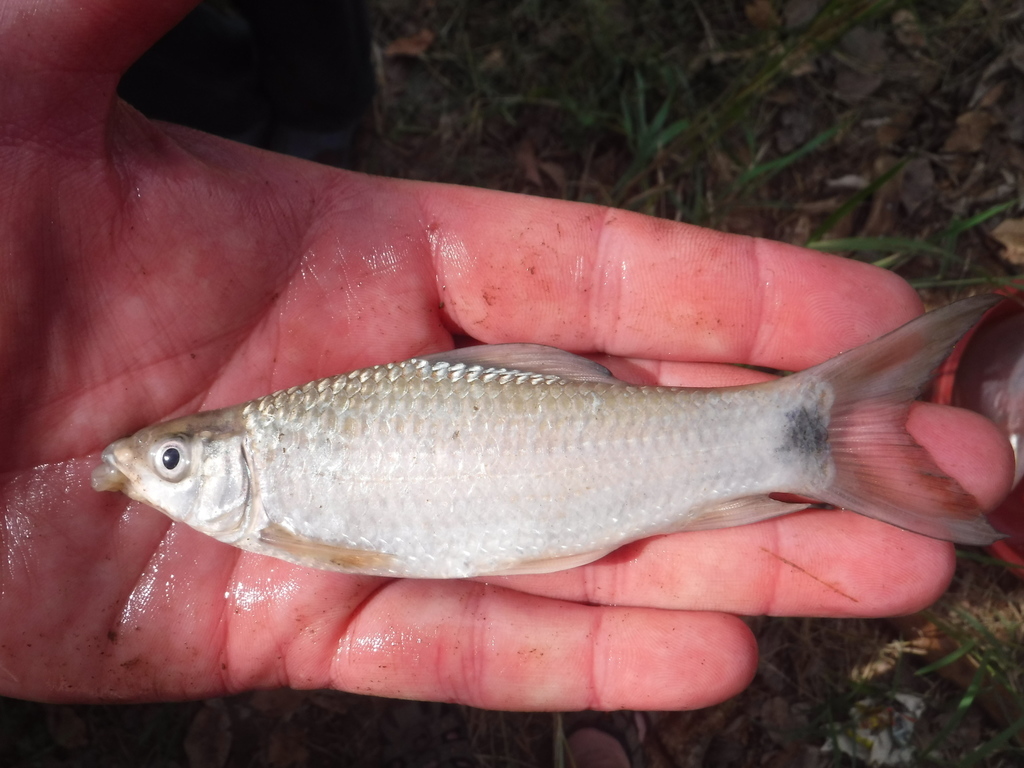 Mucise (Labeo congoro) — Cyprinidae
