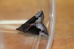 Hypena cyanea