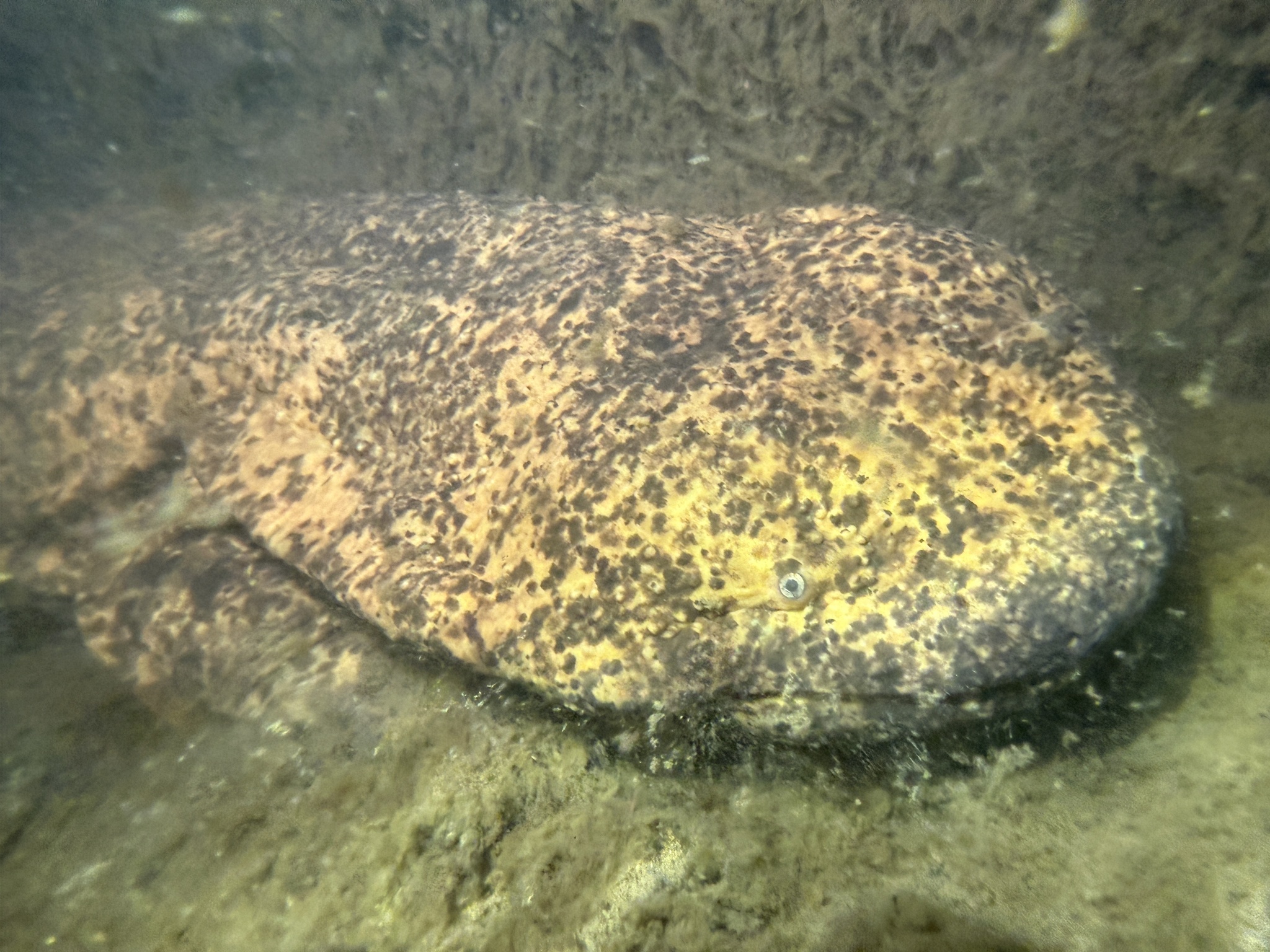 Andrias japonicus (Temminck, 1836)