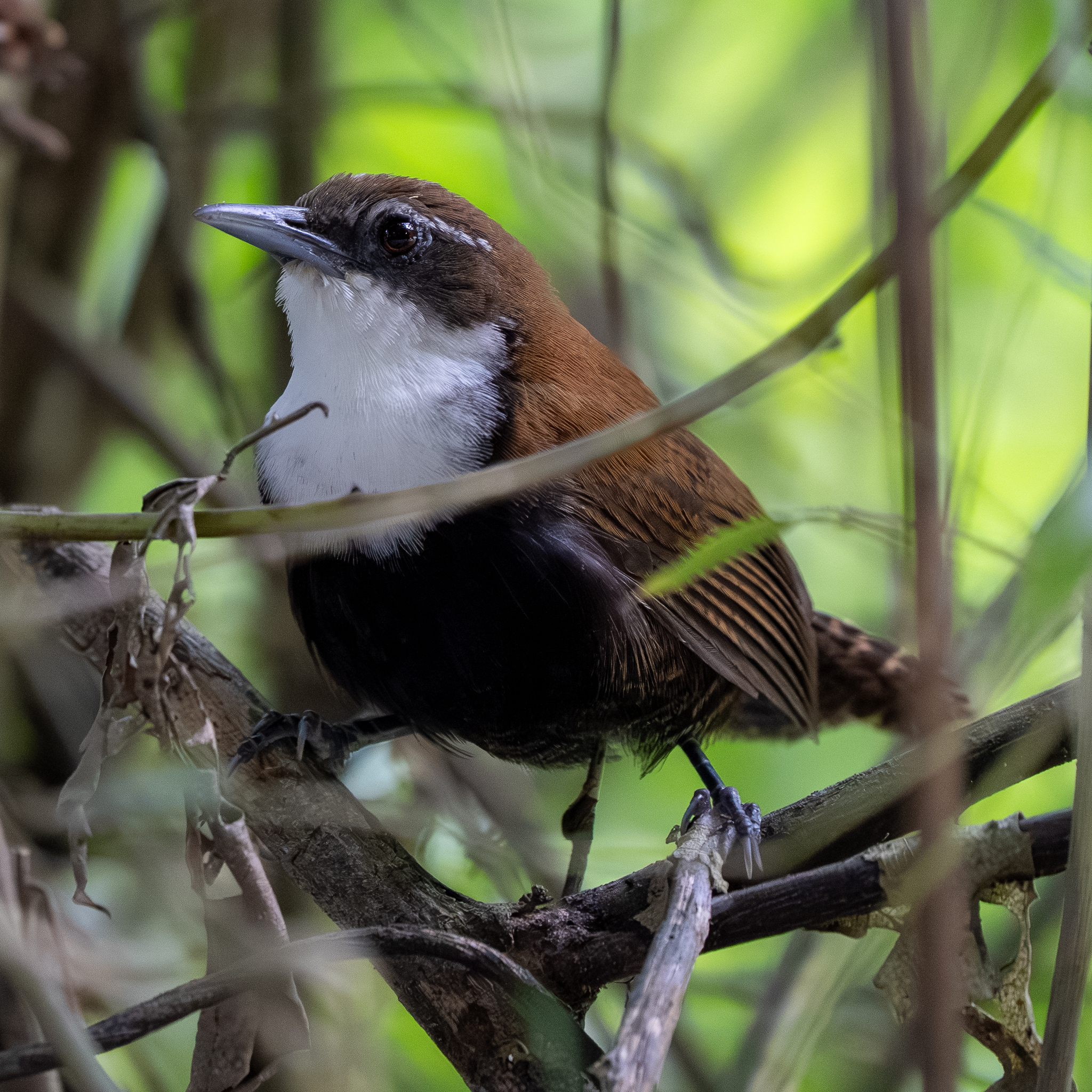 Black-bellied Wren (Pheugopedius fasciatoventris), photo 6