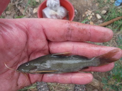 Synodontis rukwaensis