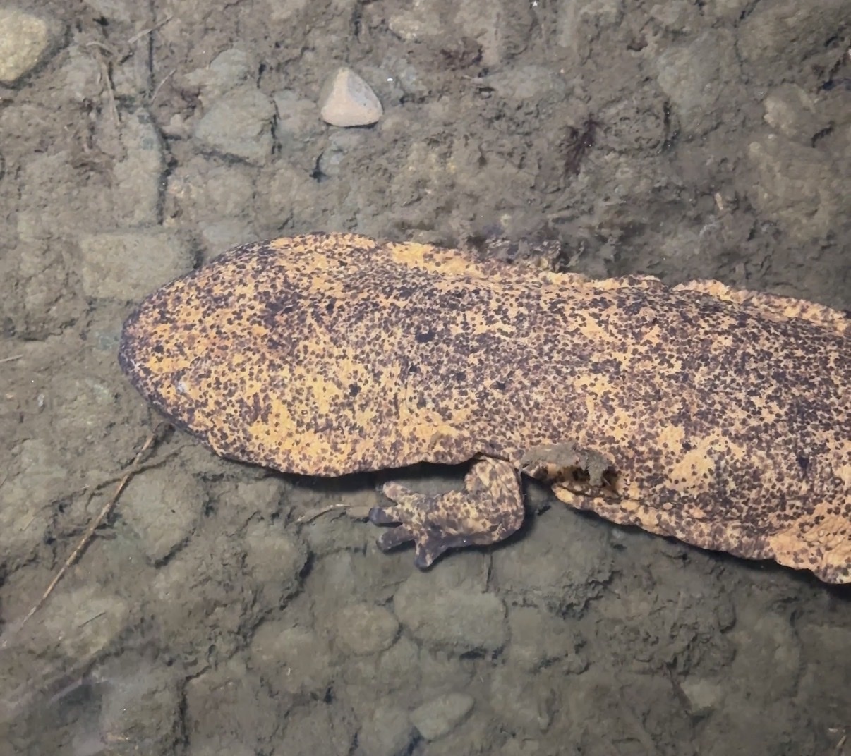 Andrias japonicus (Temminck, 1836)