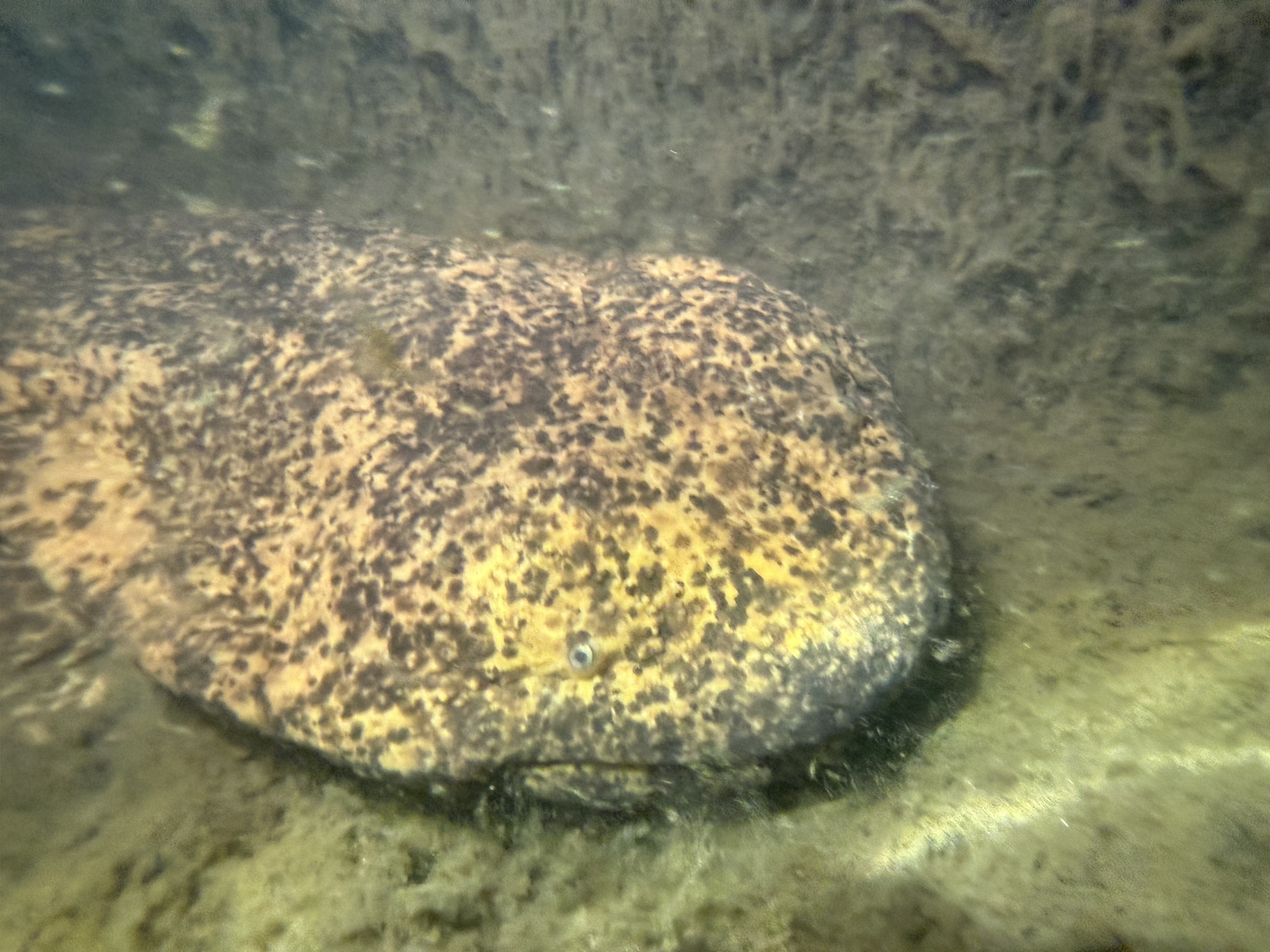 Andrias japonicus (Temminck, 1836)