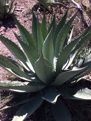 Agave durangensis