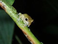 Pristimantis nyctophylax