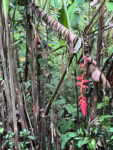 giant heliconia (Heliconia pogonantha)