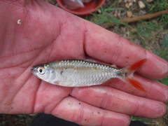 Brycinus affinis