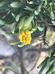 Dyscritothamnus filifolius