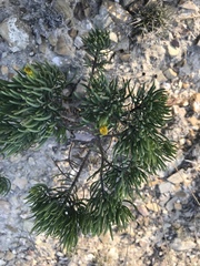 Dyscritothamnus filifolius