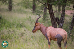 Damaliscus lunatus