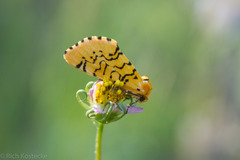 Chrysoecia atrolinea