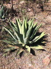Agave durangensis