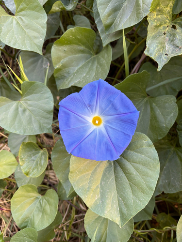 Grannyvine (Ipomoea tricolor)