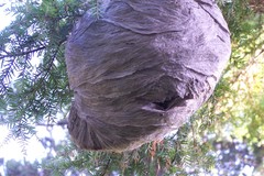 Dolichovespula maculata