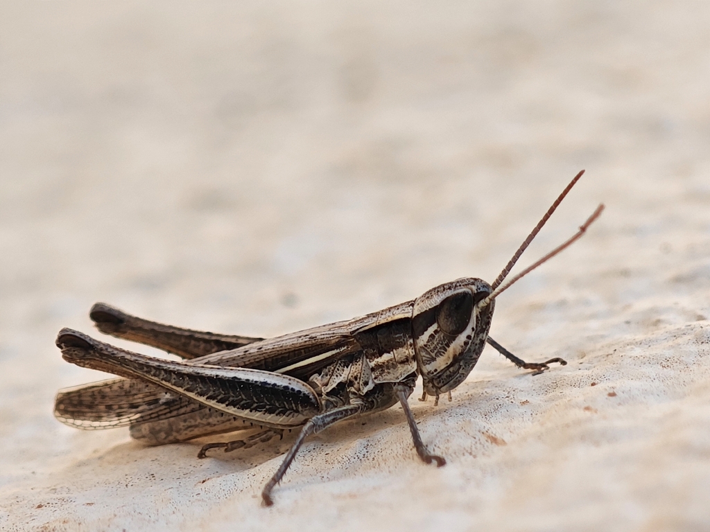 Euchorthippus angustulus