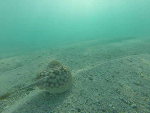 Cortez round stingray (Urobatis maculatus) — Urotrygonidae — 2