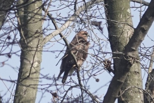 Eastern Buzzard